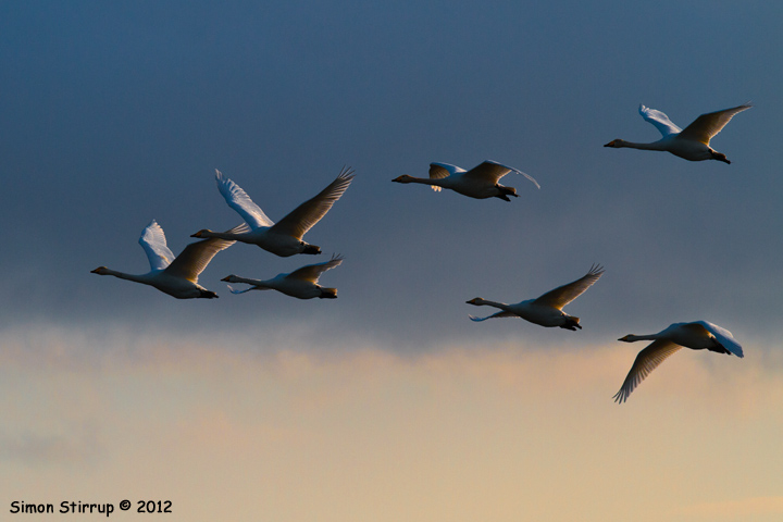 Whooper Swans