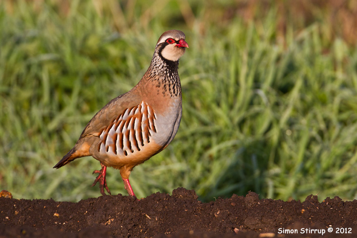 Red-legged Partridge