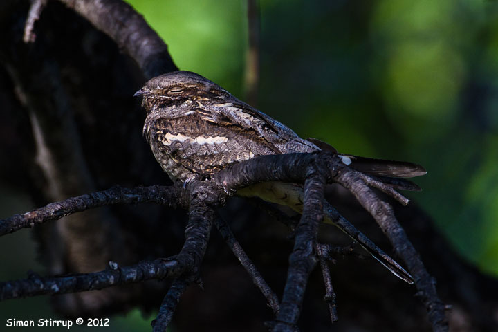 Nightjar