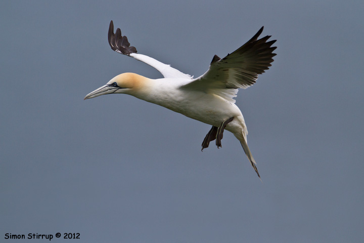 Gannet