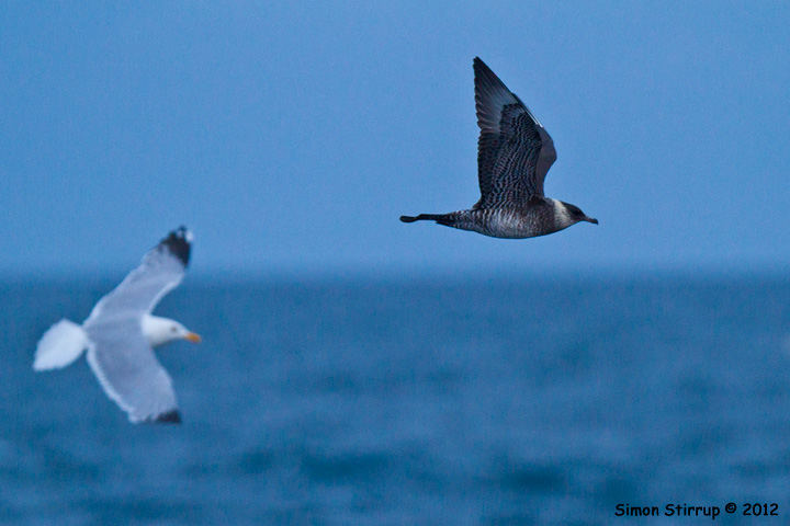 Pomarine Skua
