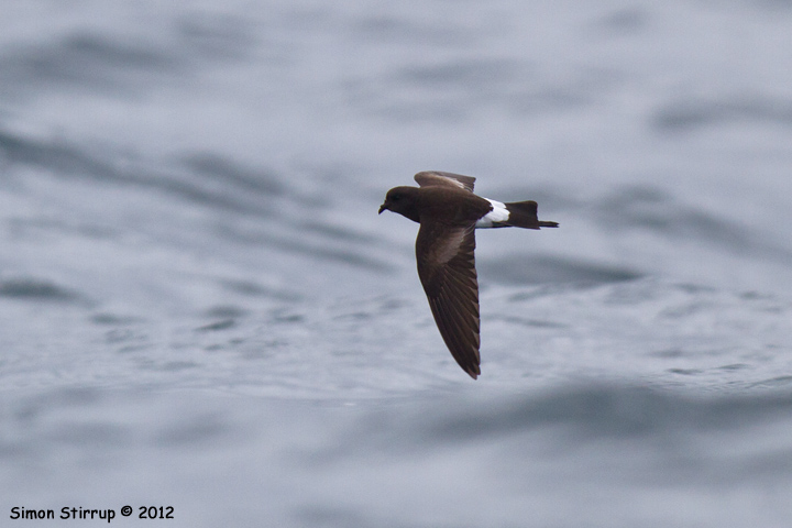 Wilson's Petrel
