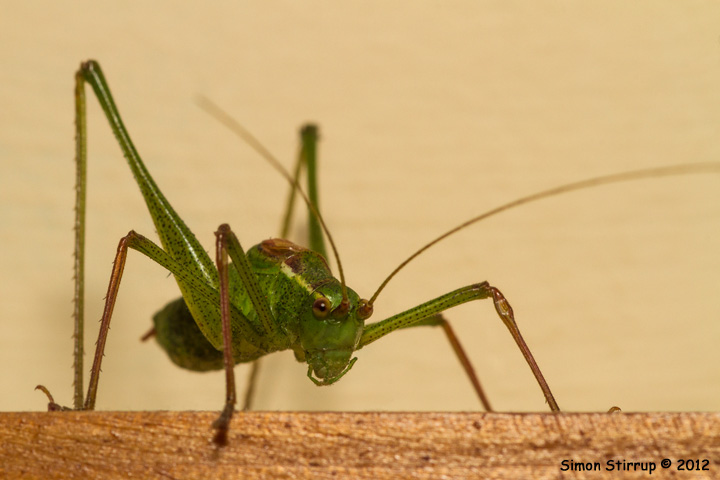 Male Speckled Bush-cricket