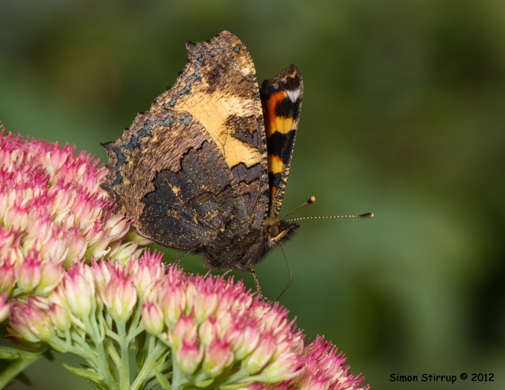 Small Tortoiseshell