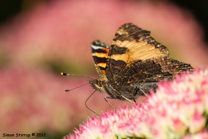 Small Tortoiseshell