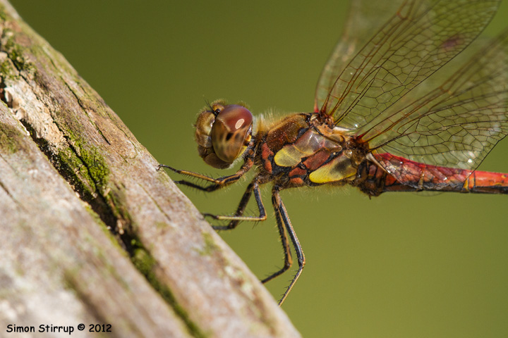 Male Common Darter