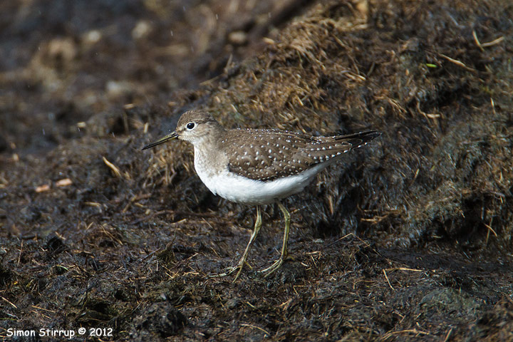 Solitary Sandpiper