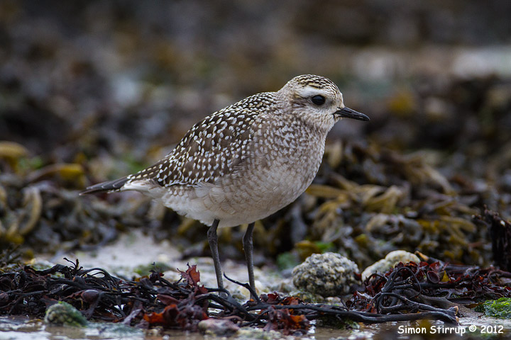 American Golden Plover