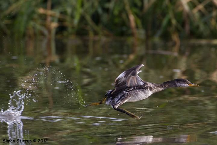 Red-necked Grebe