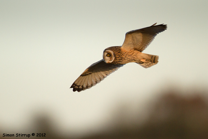 Short-eared Owl