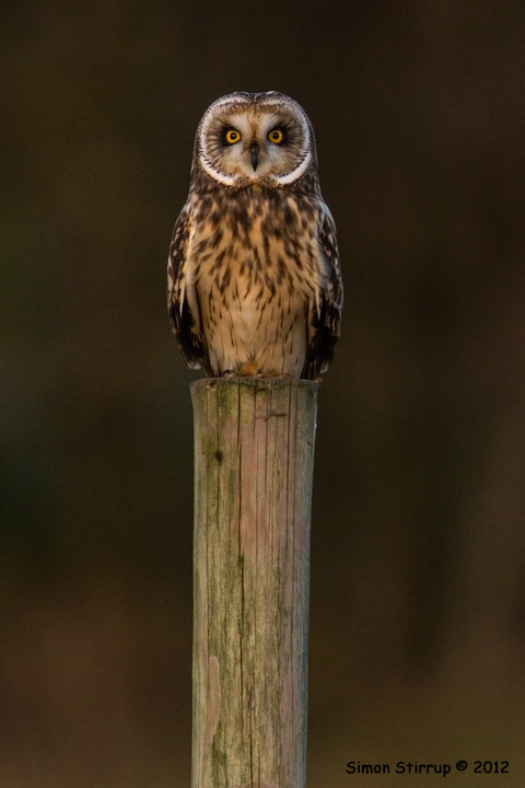 Short-eared Owl