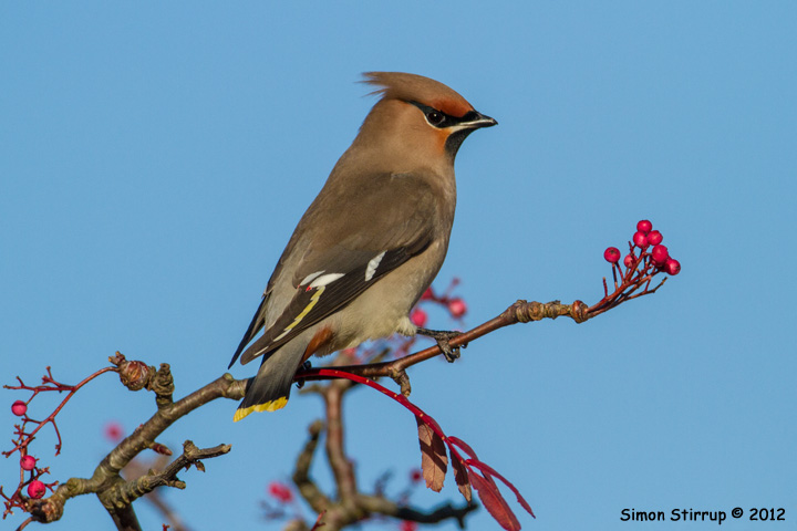 Waxwing