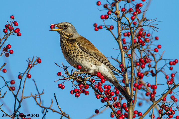 Fieldfare