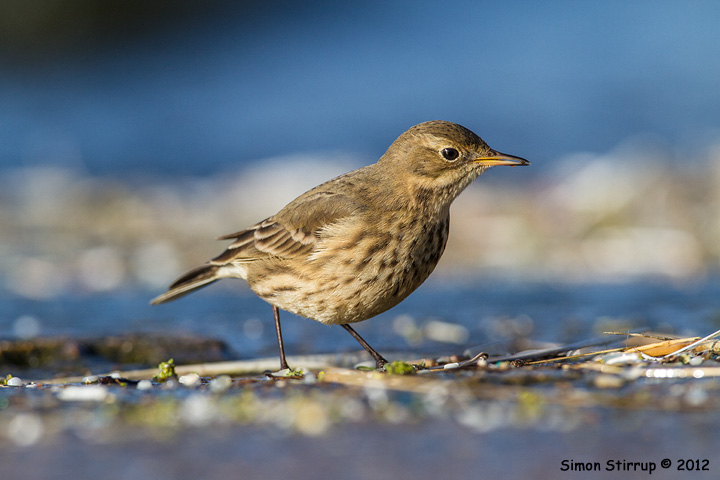 Buff-bellied Pipit