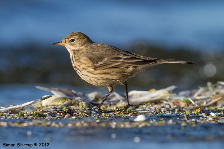 Buff-bellied Pipit