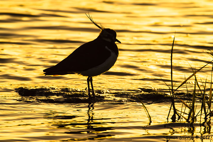 Lapwing