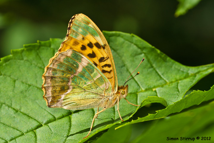Silver-washed Fritillary