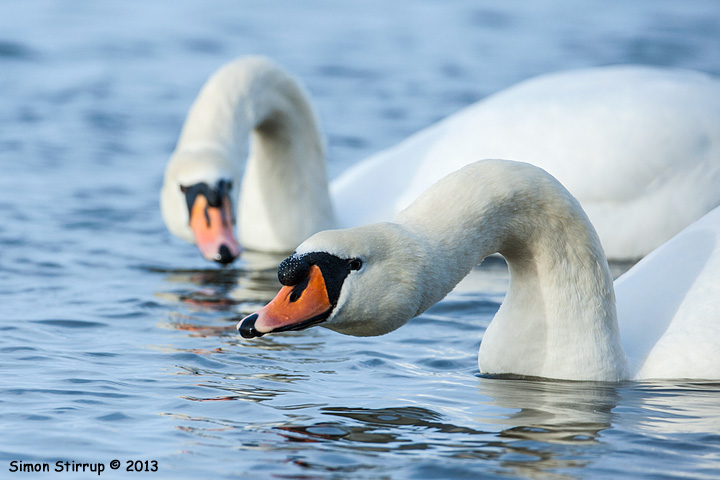 Mute Swans displaying