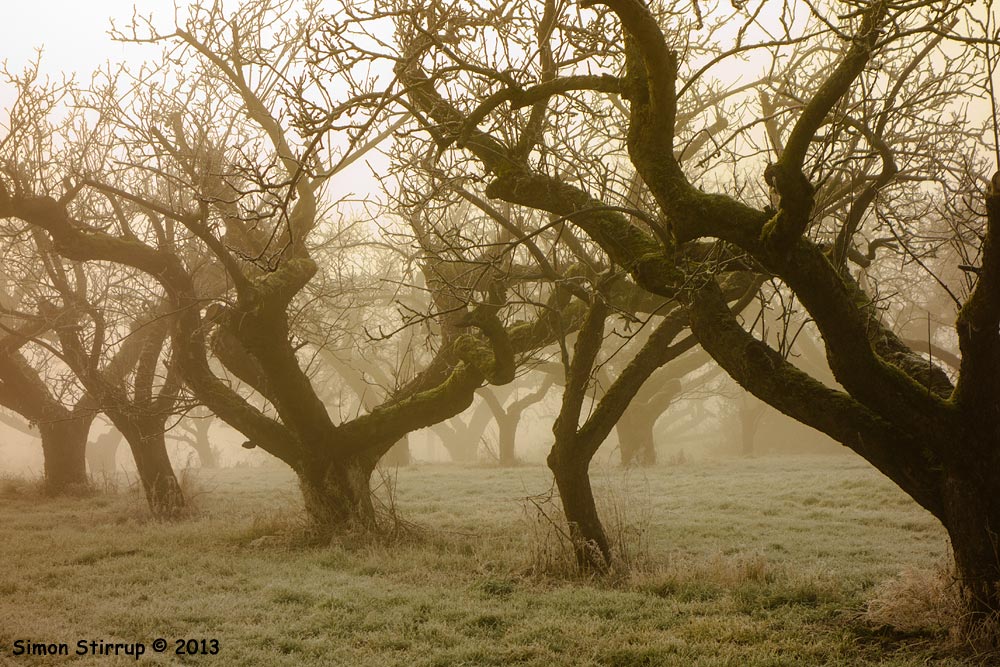 Old orchard in fog