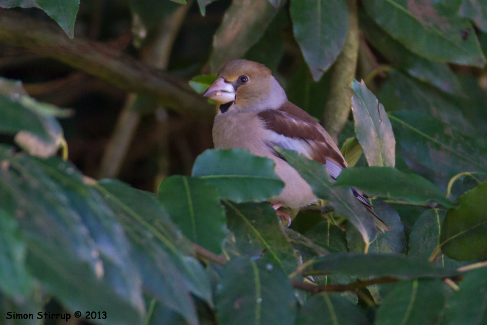 Hawfinch