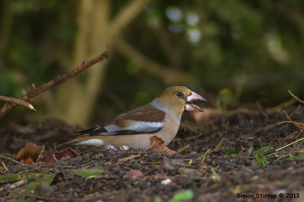 Hawfinch