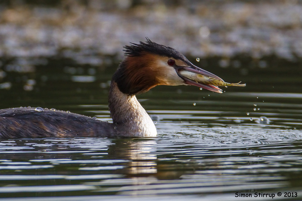 Great Crested Grebe with small Pike