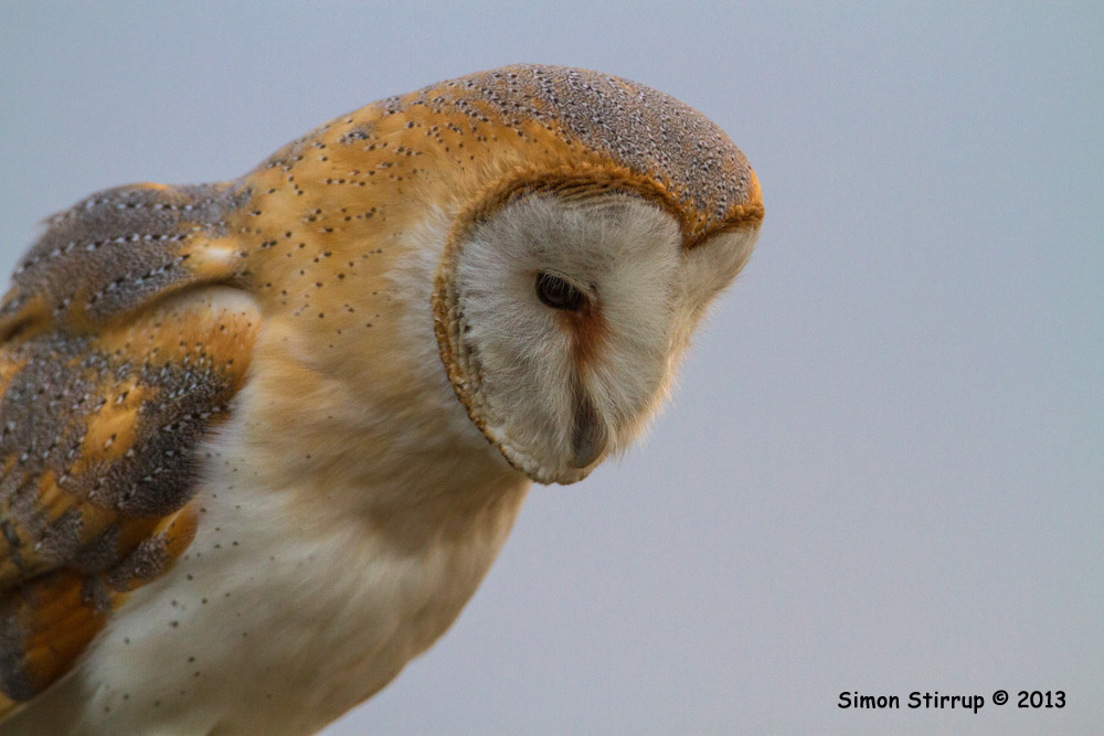 Barn Owl