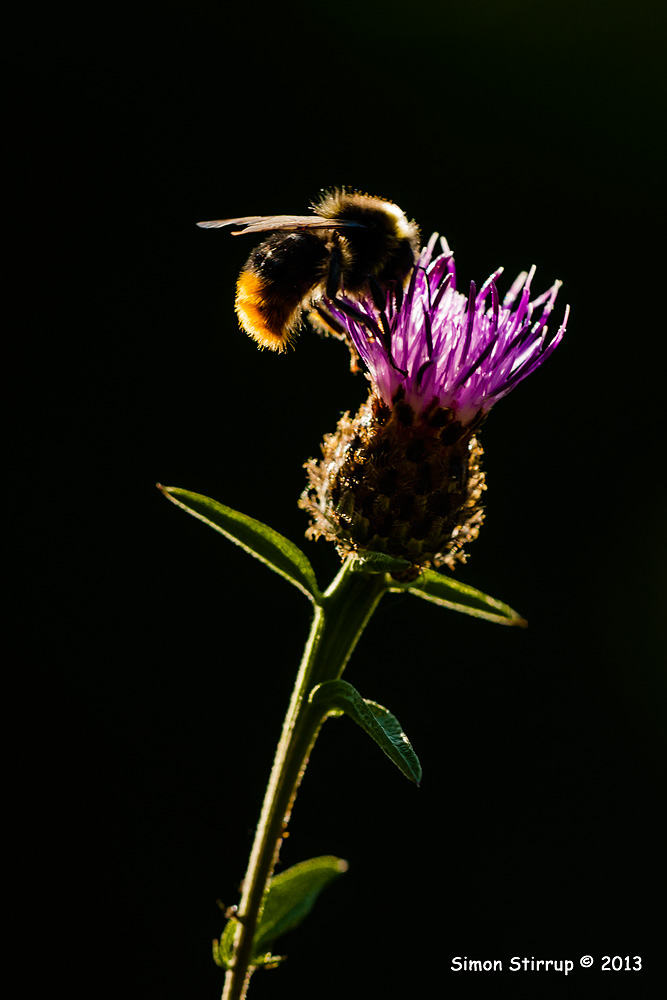 Female Red-tailed Bumblebee