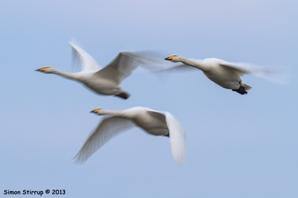 Whooper Swans in flight