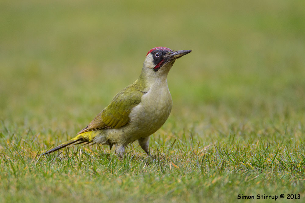 Male Green Woodpecker