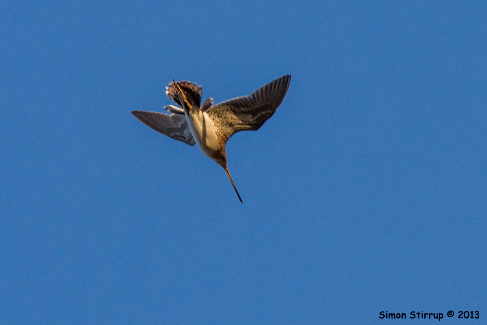 Recently taken images of wildlife and the natural world
