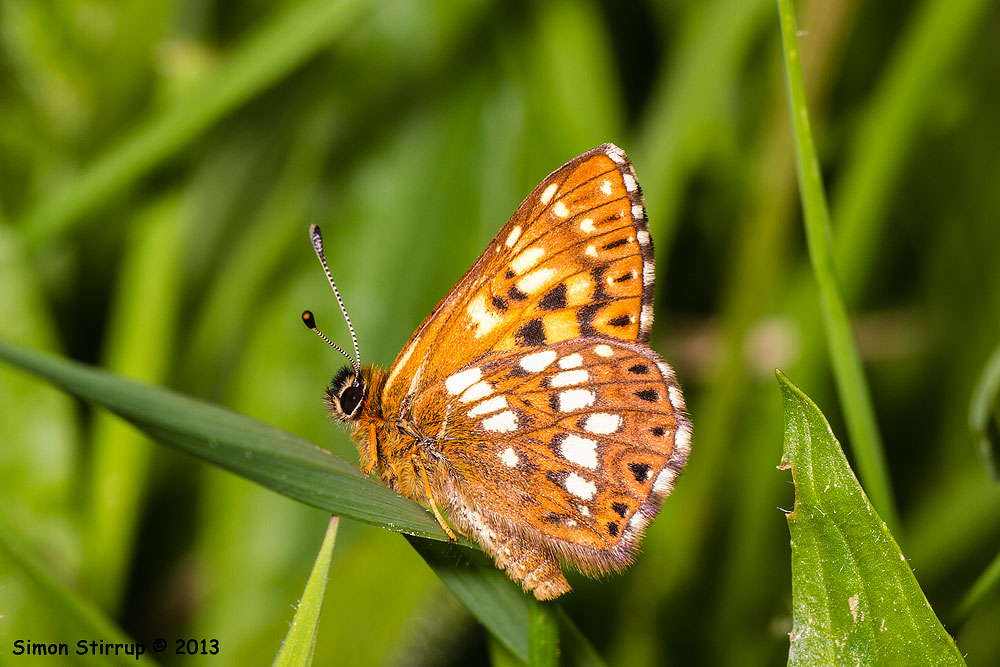 Duke of Burgundy