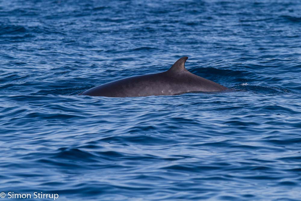 Minke Whale