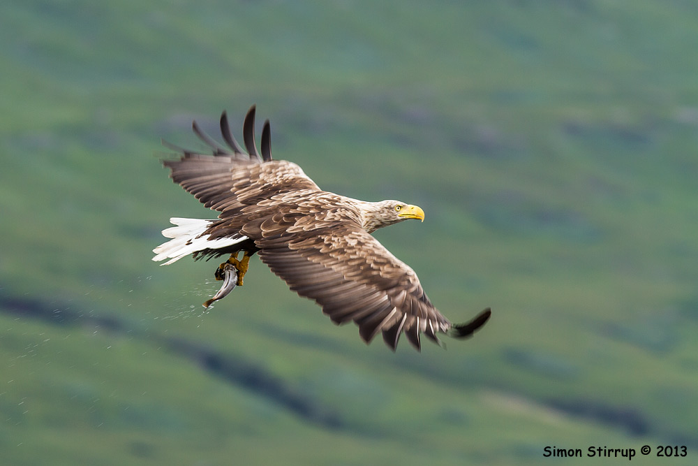 Male White-tailed Eagle