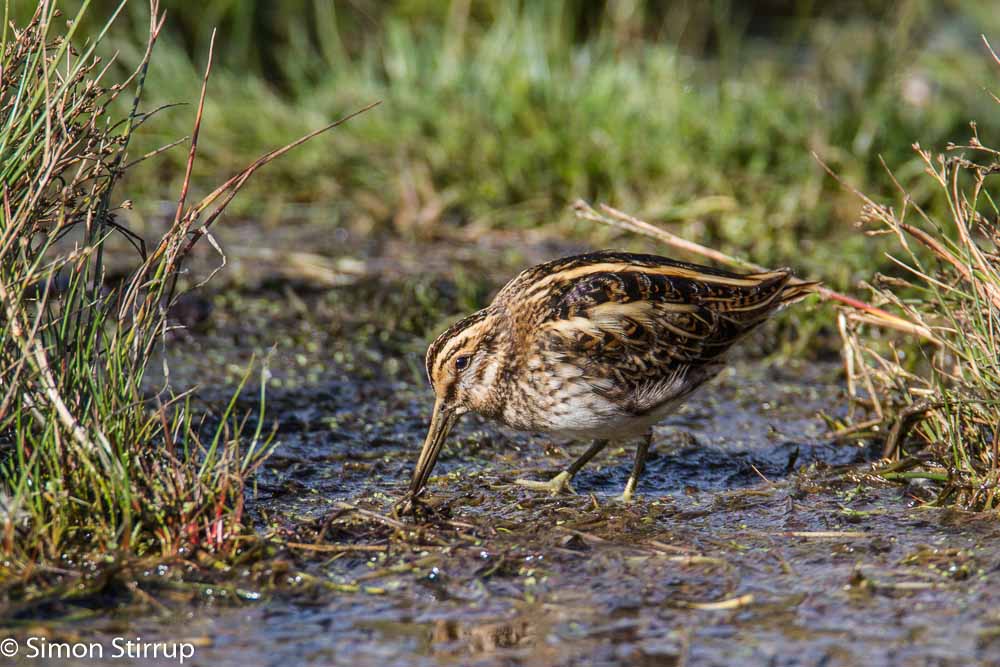 Jack Snipe