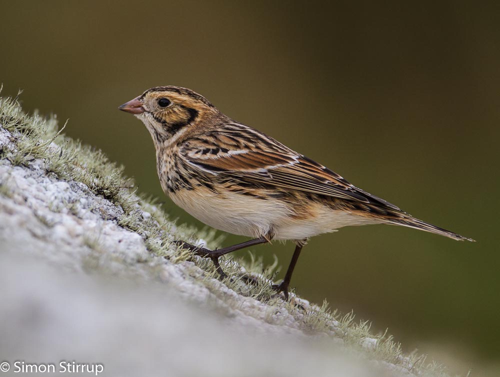 Lapland Bunting