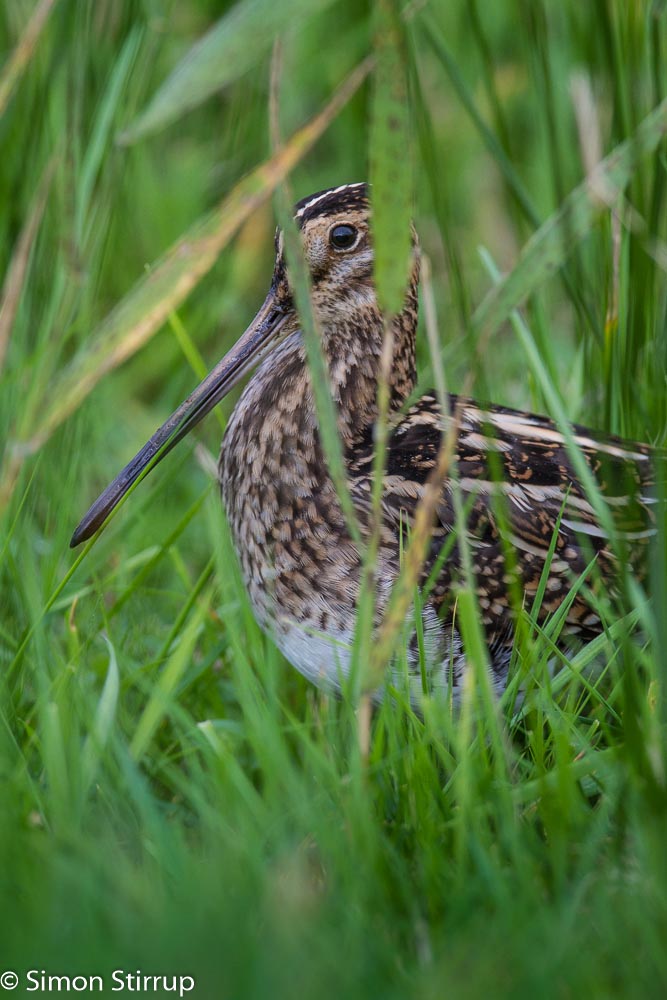 Common Snipe