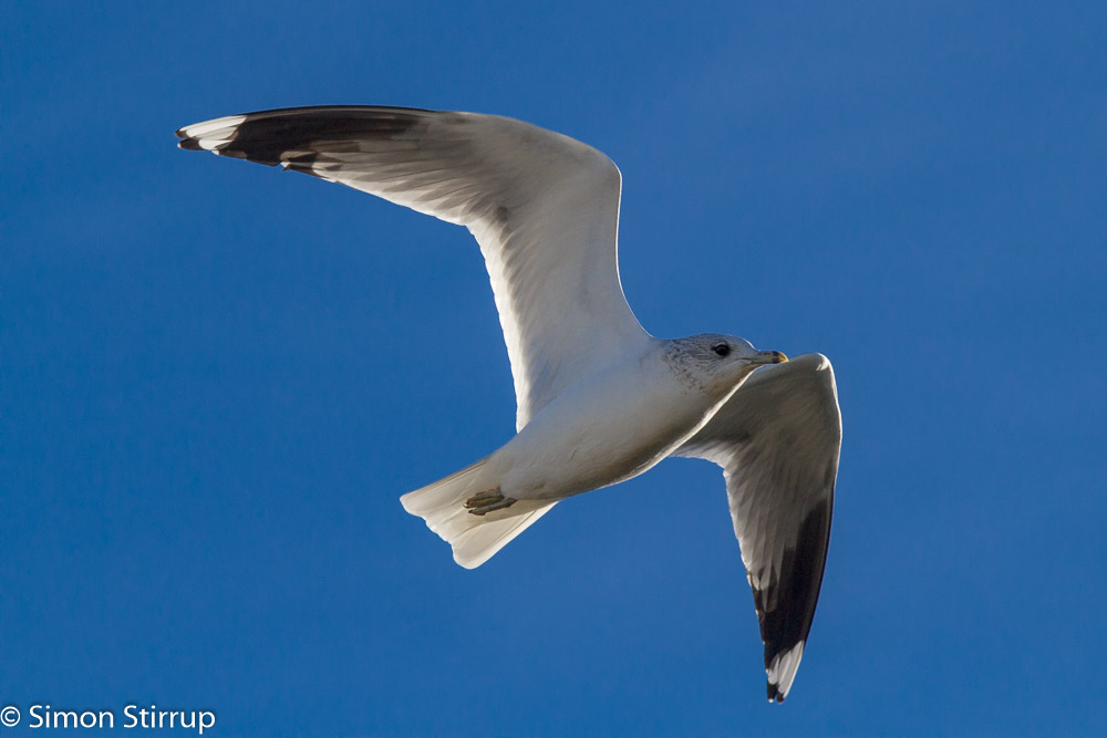 Common Gull