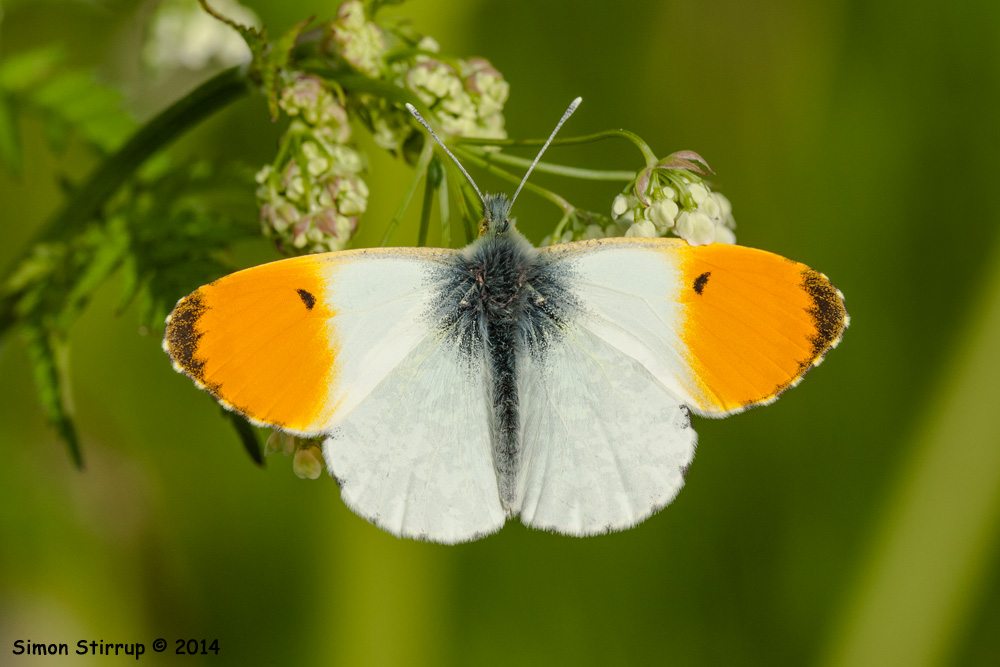 Orange Tip