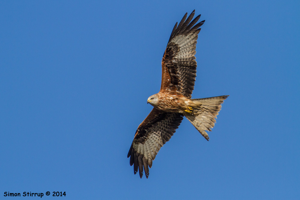 Red Kite