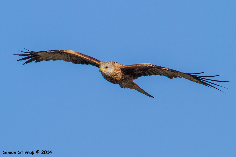 Red Kite