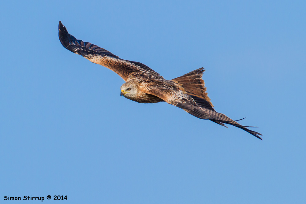 Red Kite