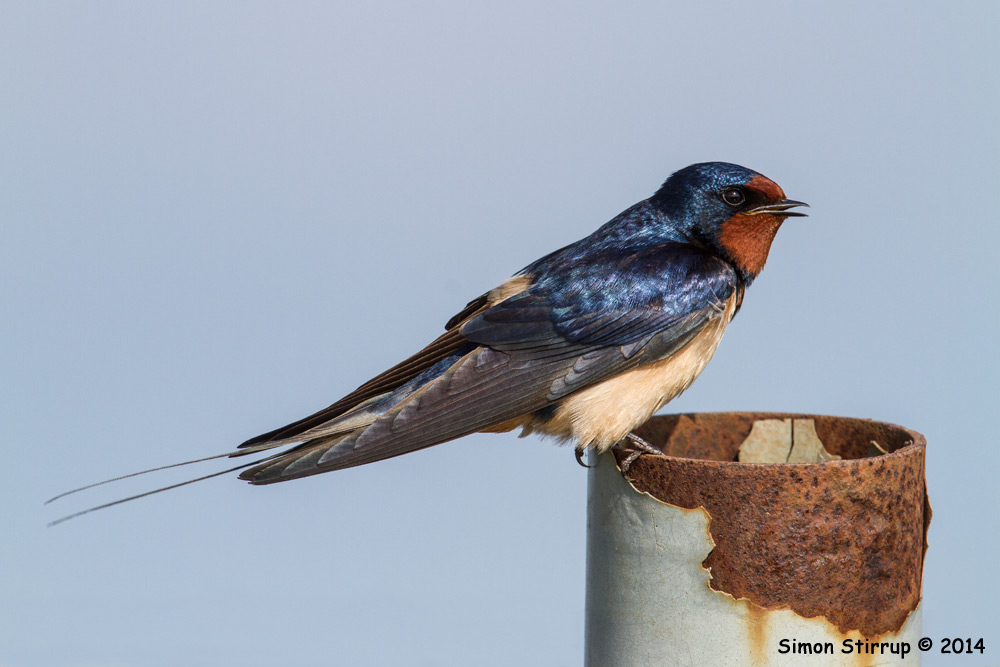 Swallow