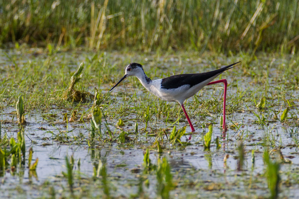 Black-winged Stilt
