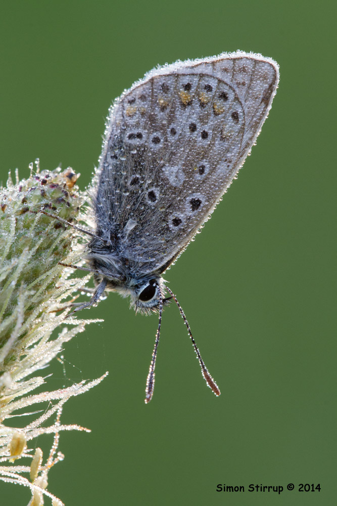 Common Blue