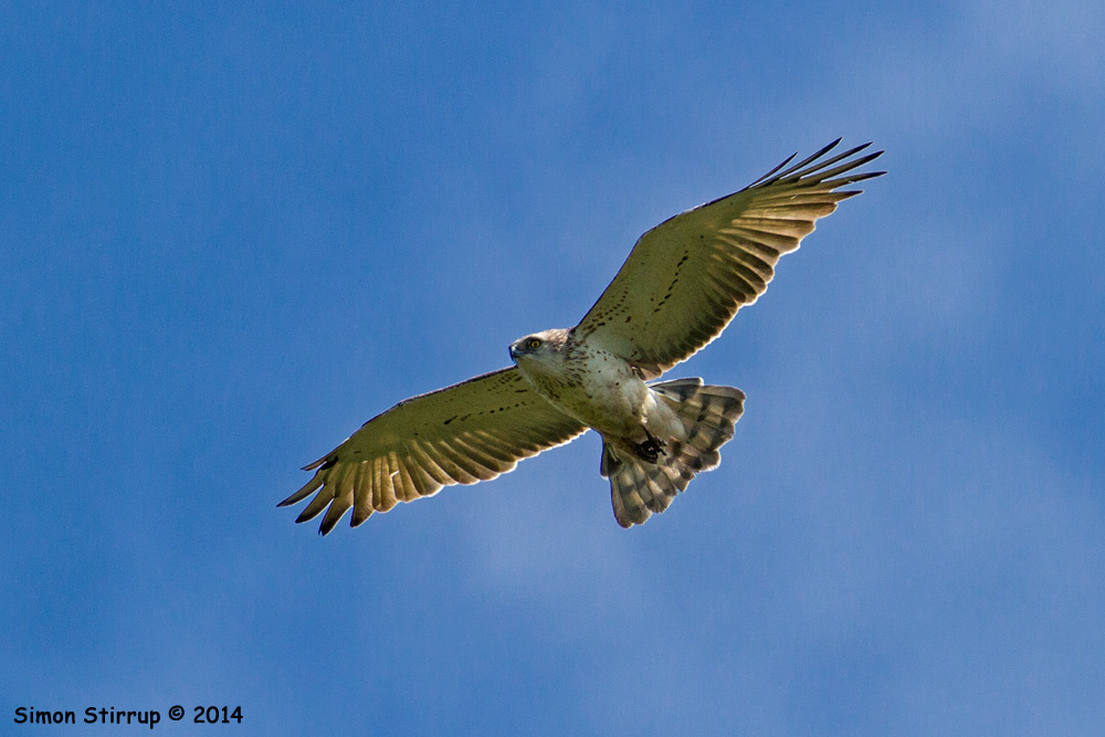Short-toed Eagle