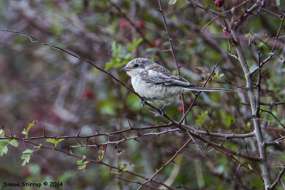 First-winter Masked Shrike