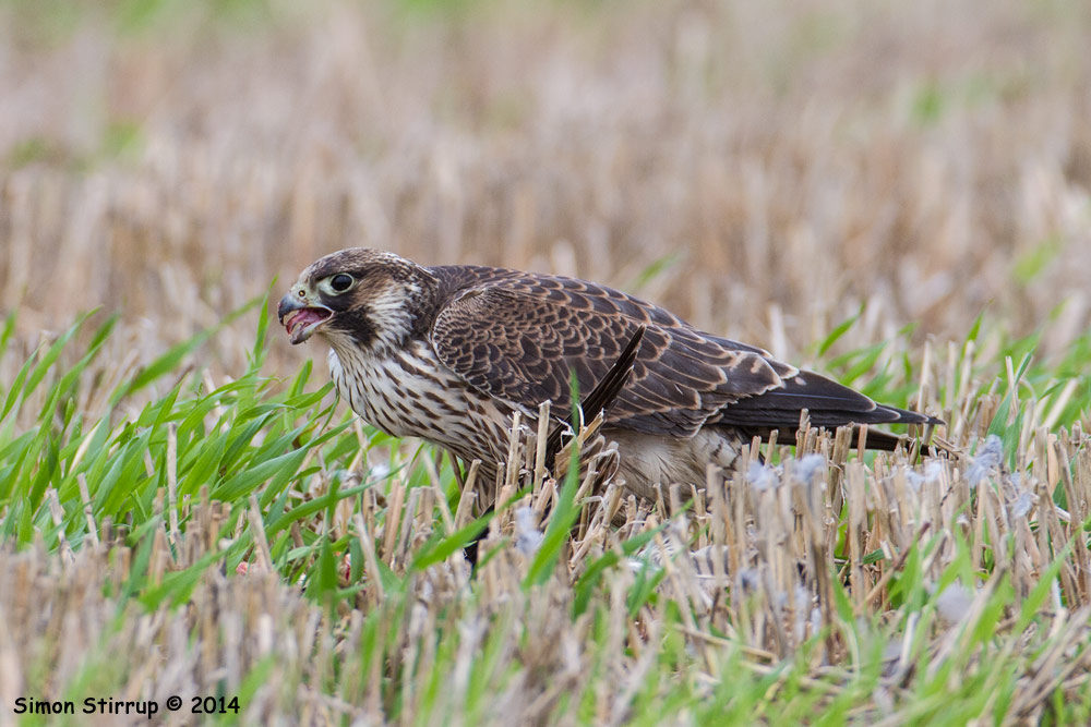 Juvenile Peregrine eating Kestrel