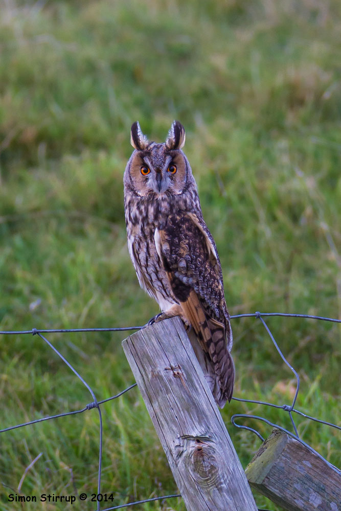 Long-eared Owl