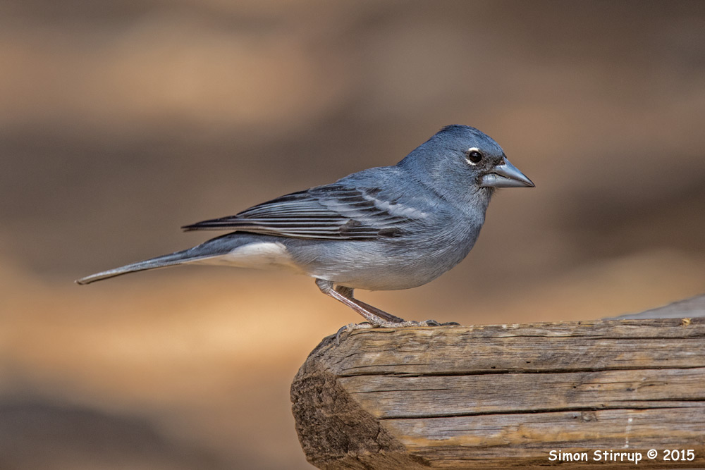 Male Blue Chaffinch